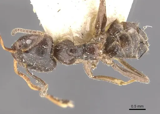 Azteca gnava - CASENT0909662