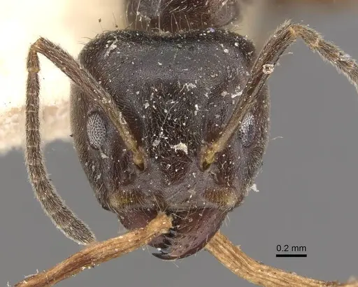 Azteca gnava - CASENT0909662