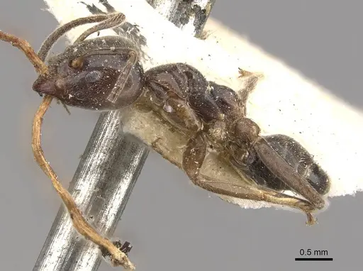 Azteca gnava - CASENT0909662