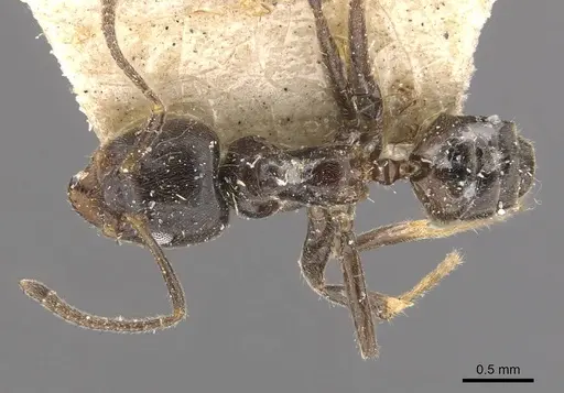 Azteca gnava - CASENT0909663