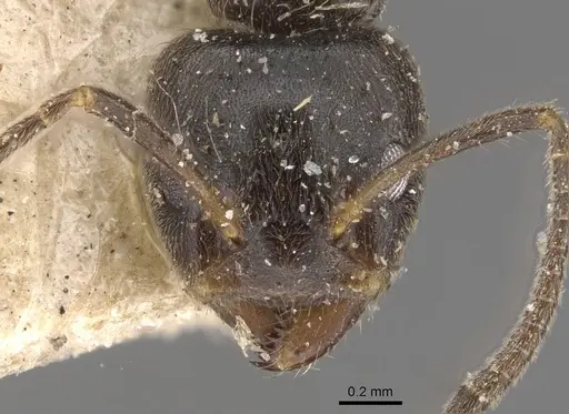 Azteca gnava - CASENT0909663