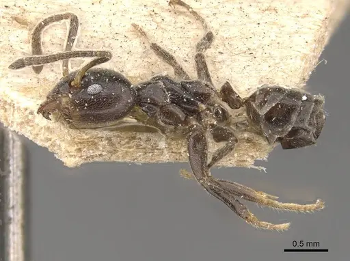 Azteca gnava - CASENT0909663