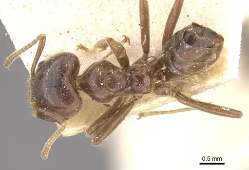 Azteca gnava - CASENT0909664