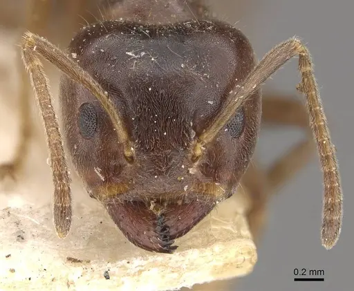 Azteca gnava - CASENT0909664