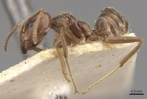 Azteca gnava - CASENT0909664