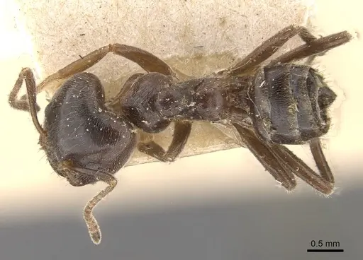 Azteca gnava - CASENT0909699