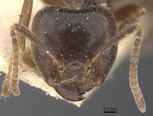 Azteca gnava - CASENT0909699