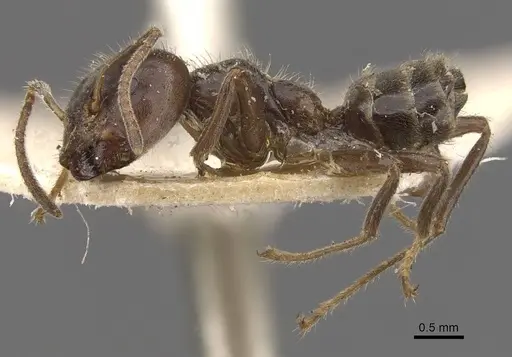 Azteca gnava - CASENT0909699