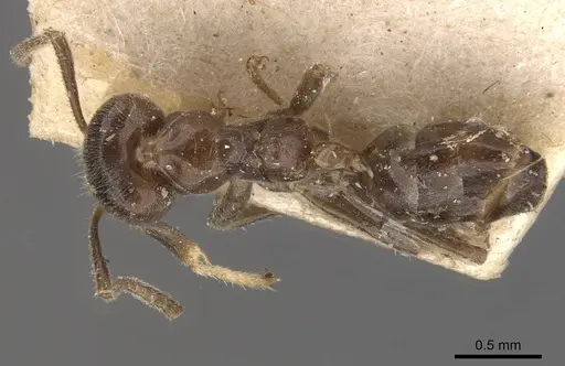 Azteca gnava - CASENT0909700