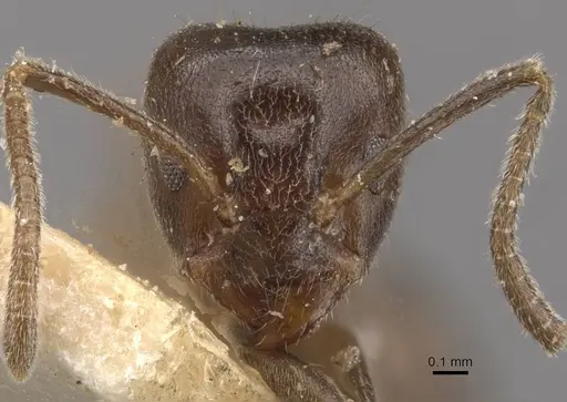 Azteca gnava - CASENT0909700