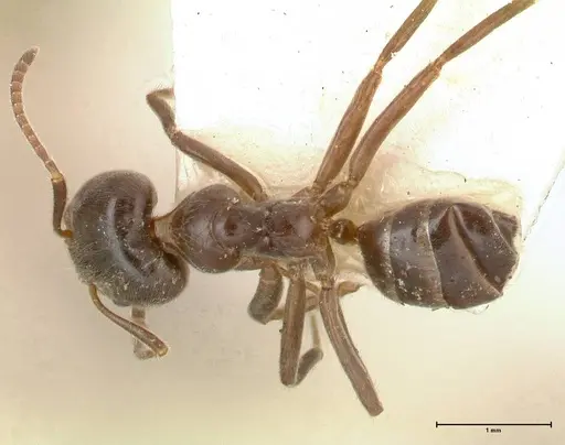 Azteca gnava - FOCOL0539