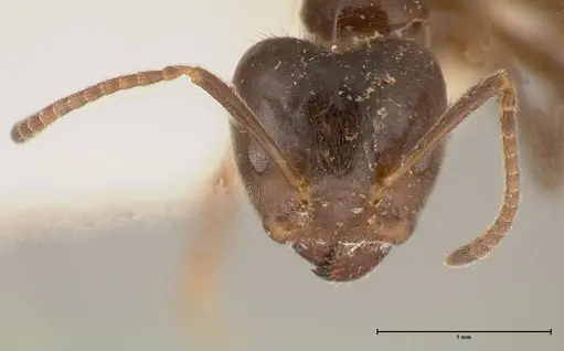 Azteca gnava - FOCOL0539