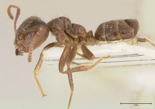 Azteca gnava - FOCOL0539