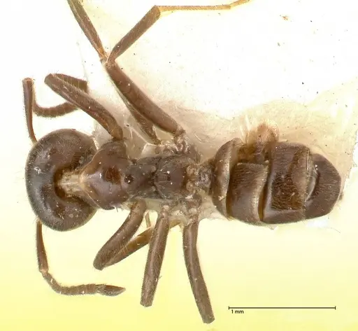 Azteca gnava - FOCOL0540