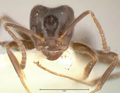 Azteca gnava - FOCOL0540