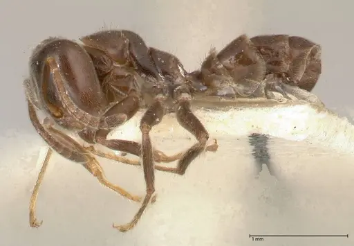 Azteca gnava - FOCOL0540