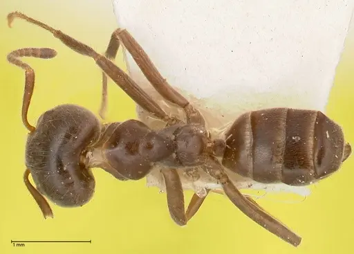 Azteca gnava - FOCOL0541