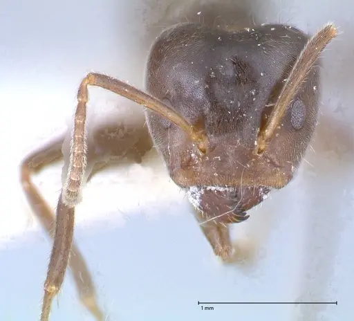 Azteca gnava - FOCOL0541