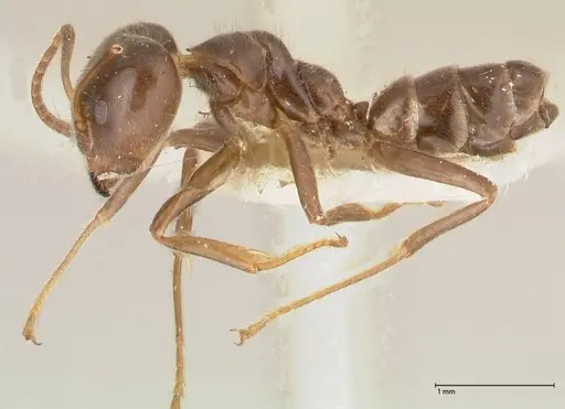 Azteca gnava - FOCOL0541