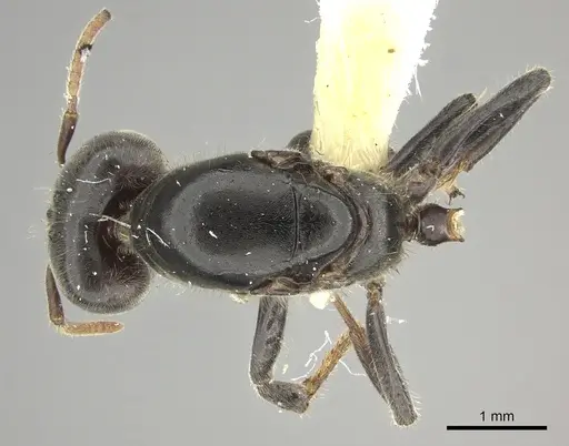 Azteca gnava - JTLC000005778