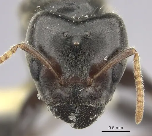 Azteca gnava - JTLC000005778