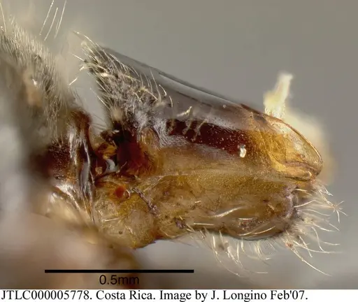 Azteca gnava - JTLC000005778