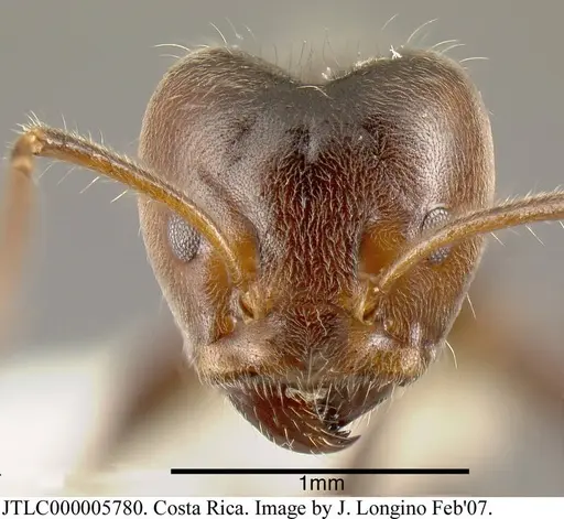 Azteca gnava - JTLC000005780