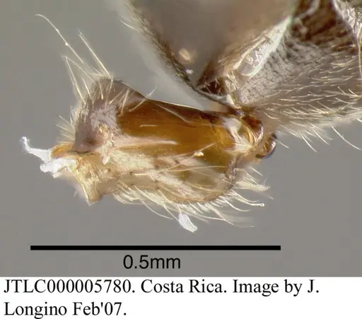 Azteca gnava - JTLC000005780