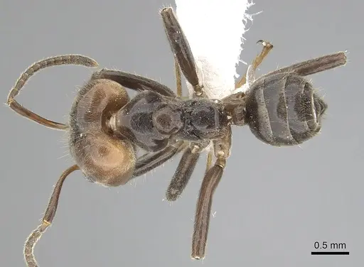 Azteca gnava - JTLC000009534