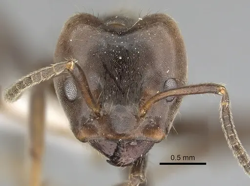 Azteca gnava - JTLC000009534