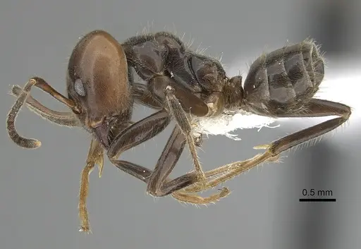 Azteca gnava - JTLC000009534