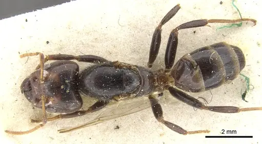 Azteca godmani specimen