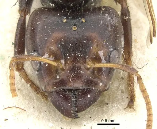 Azteca godmani specimen
