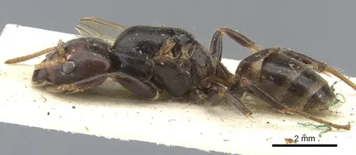 Azteca godmani specimen