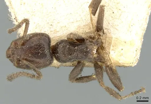 Azteca goeldii specimen