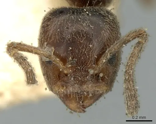 Azteca goeldii specimen