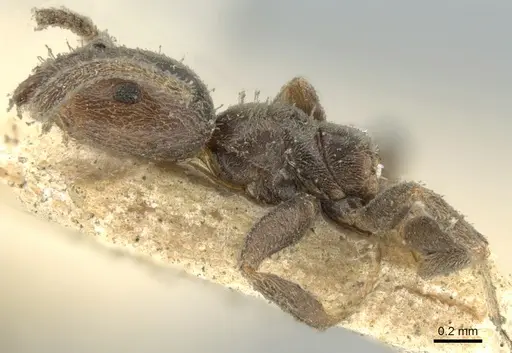 Azteca goeldii specimen