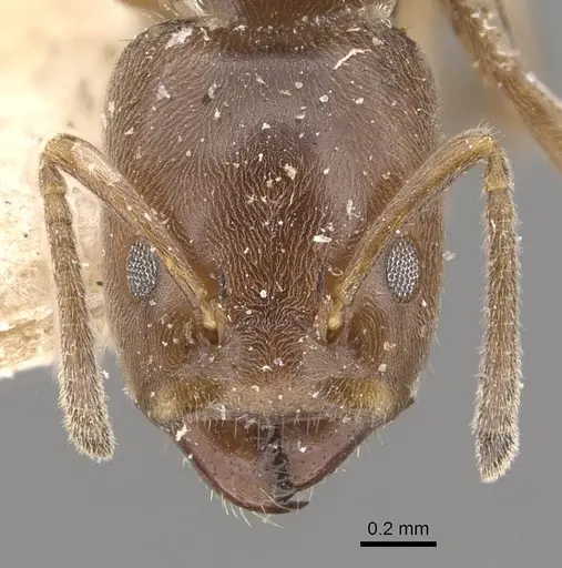 Azteca goeldii - CASENT0909633