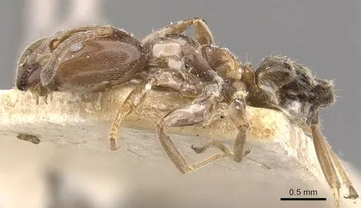 Azteca goeldii - CASENT0909633