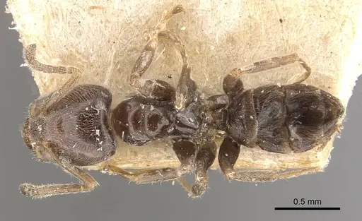 Azteca goeldii - CASENT0909634