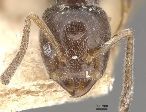 Azteca goeldii - CASENT0909634