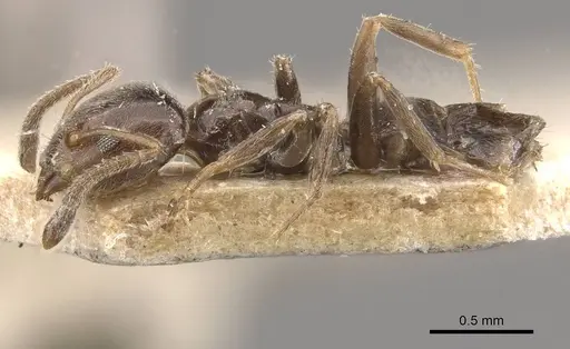 Azteca goeldii - CASENT0909634