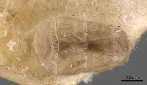 Azteca huberi specimen