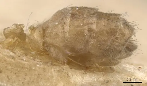 Azteca huberi specimen