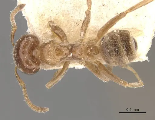 Azteca huberi - CASENT0909635