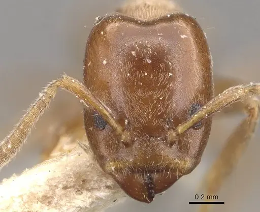 Azteca huberi - CASENT0909635