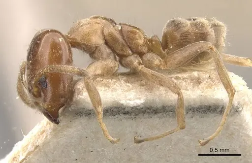 Azteca huberi - CASENT0909635