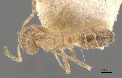 Azteca huberi - CASENT0909636