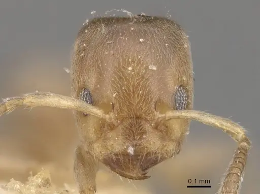 Azteca huberi - CASENT0909636