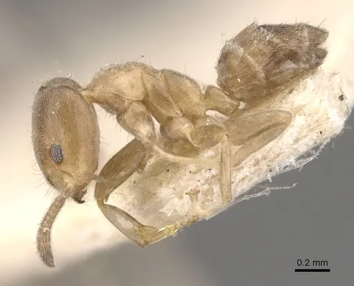 Azteca huberi - CASENT0909636